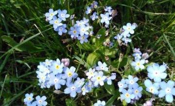 Dzień Niezapominajki