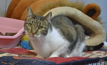 Zbieramy dla "Kociej Przystani"