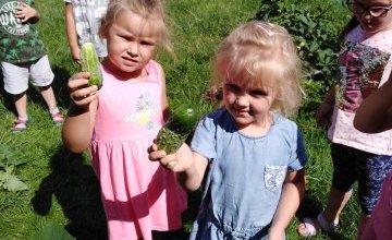 Nasze zbiory z przedszkolnej uprawy