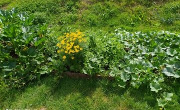 Nasze pierwsze zbiory z przedszkolnego ogrodu