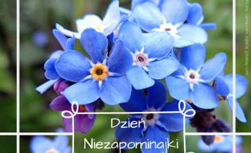 Dzień Niezapominajki