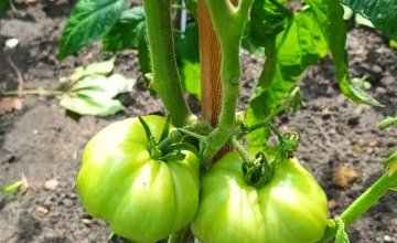 Dbamy o przedszkolne uprawy