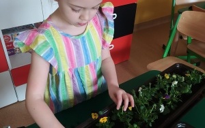 Sadzenie wiosennych kwiatów - grupa 5- 6 latki (13)