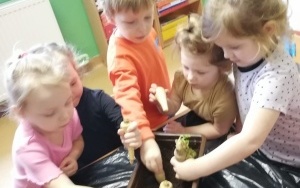 Dzieci sadzą pietruszkę