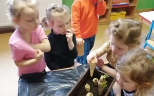 Dzieci przy doniczce z pietruszkami
