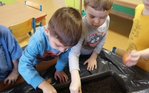Dwóch chłopców sadzi cebulę