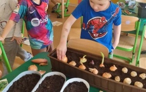 Chłopiec sadzi cebulę