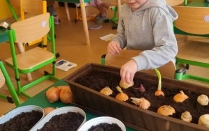 Chłopiec sadzi cebulę