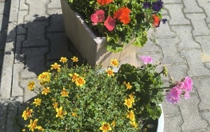 Kwiaty i warzywa (1)