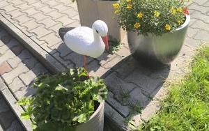 Kwiaty i warzywa (11)