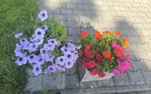 Kwiaty i warzywa (13)