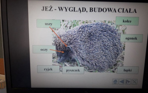 "Dzień jeża" w grupie 6 latków