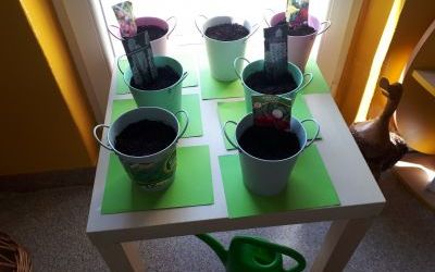 Grupa 4 latki wysiewała kwiaty i zioła (4)
