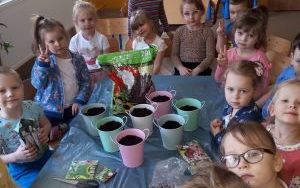 Grupa 4 latki wysiewała kwiaty i zioła (3)