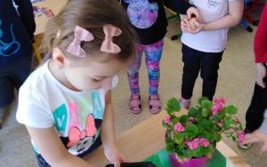 Grupa 4 latków sadzi rośliny (9)