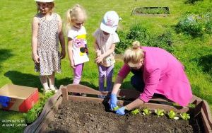 Zaczynamy sadzić w ogródku (7)